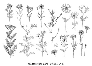 Wild flowers and meadow grasses. Summer field flowers. Botanical illustration. Poppies, forget-me-nots, cornflower, chicory