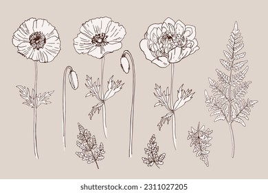 Wild flowers and meadow grasses. Summer field flowers. Botanical illustration. Vector line sketch