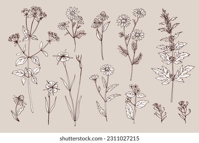 Wild flowers and meadow grasses. Summer field flowers. Botanical illustration. Vector line sketch