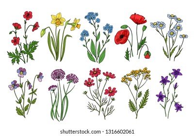 Wild flowers. Meadow plants monkshood thistle poppy. Wildflower vector botanic collection isolated on white background