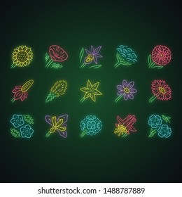 Wild flowers neon light icons set. Spring blossom. California wildflowers. Garden decorative plants. Botanical bundle. Meadow and field flowers, weed. Glowing signs. Vector isolated illustrations