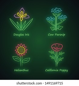 Wild flowers neon light icons set. Douglas iris, cow parsnip, helianthus, california poppy. Blooming wildflowers. Spring blossom. Field, meadow plants. Glowing signs. Vector isolated illustrations