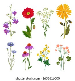 Wild flowers. Plants botanical collection vector floral set meadow anise