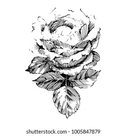 Wild flowers roses isolated. Black Ink drawing illustration. Mix flower vector for design.