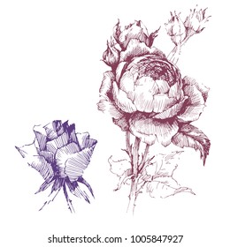 Wild flowers roses isolated. Black Ink drawing illustration. Mix flower vector for design.