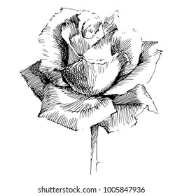 Wild flowers roses isolated. Black Ink drawing illustration. Mix flower vector for design.