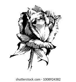 Wild flowers roses isolated. Black Ink drawing illustration. Mix flower vector for design.
