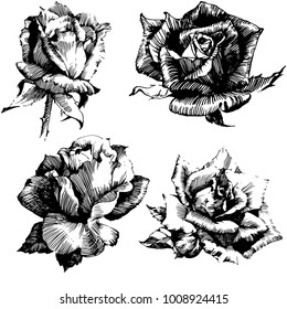 Wild flowers roses isolated. Black Ink drawing illustration. Mix flower vector for design.
