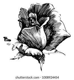 Wild flowers roses isolated. Black Ink drawing illustration. Mix flower vector for design.