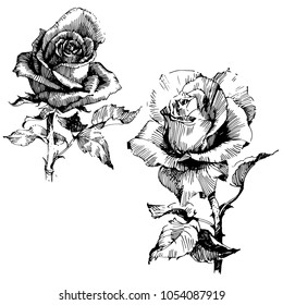 Wild flowers roses isolated. Black Ink drawing illustration. Mix flower vector for design.