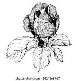 Wild flowers roses isolated. Black Ink drawing illustration. 