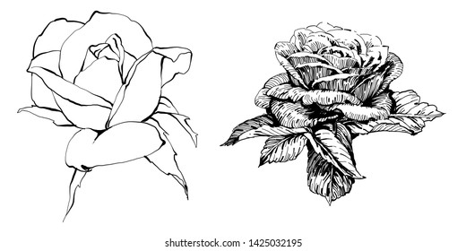 Wild flowers roses isolated. Black Ink drawing illustration. 