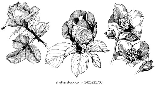 Wild flowers roses isolated. Black Ink drawing illustration. 