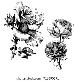 Wild flowers roses isolated. Black Ink drawing illustration. Mix flower vector for design.