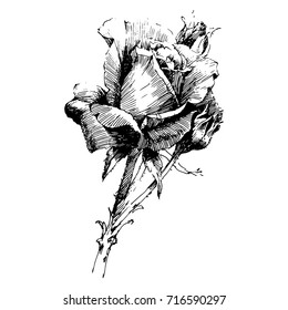 Wild flowers roses isolated. Black Ink drawing illustration. Mix flower vector for design.