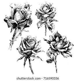 Wild flowers roses isolated. Black Ink drawing illustration. Mix flower vector for design. Vintage rose.