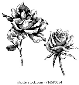 Wild flowers roses isolated. Black Ink drawing illustration. Mix flower vector for design.