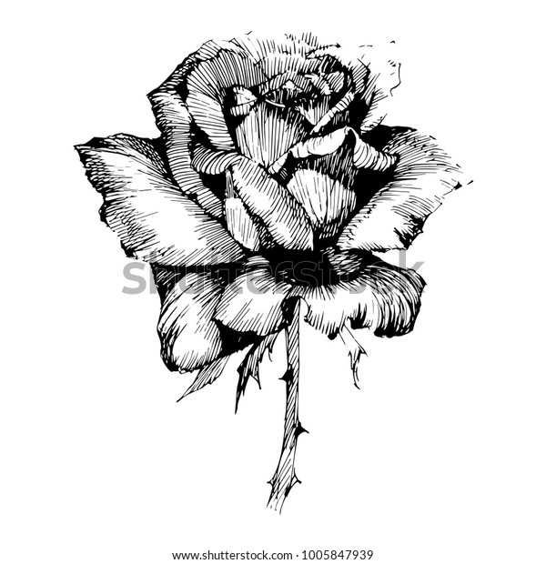 Wild Flowers Roses Isolated Black Ink Stock Vector (Royalty Free ...