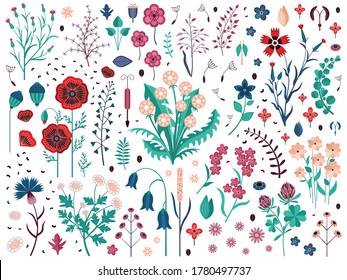 Wild flowers with seeds, buds, petals and leaves set. Hand-drawn meadow herbs and wildflowers with dandelion, poppy, clover, cornflowers, bluebell and carnations. Field plants with blossom.