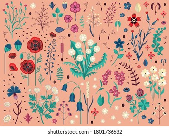 Wild flowers with seeds, buds, petals and leaves set. Hand-drawn meadow herbs and wildflowers with dandelion, poppy, clover, cornflowers, bluebell and carnations. Field plants with blossom.