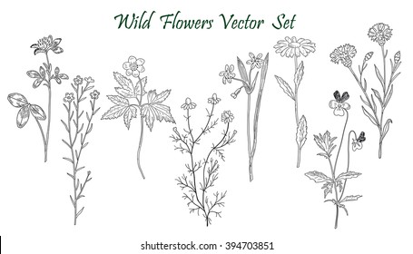 Wild Flowers set