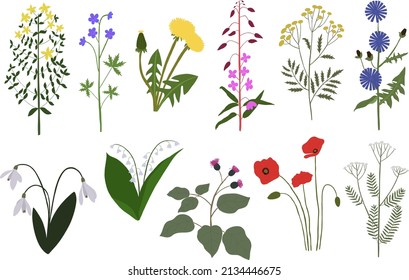 Wild flowers set. Botanical set of field and meadow herbs with leaf. Botanical flat vector illustration of gentle summer flora isolated on white background.