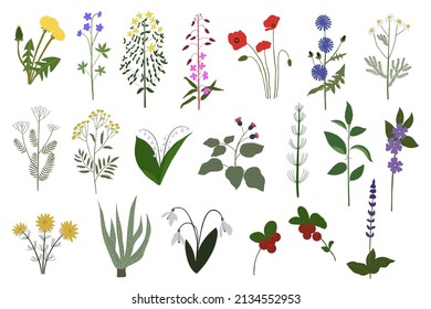 Wild flowers set. Botanical set of field and meadow herbs with leaf. Botanical flat vector illustration of gentle summer flora isolated on white background.