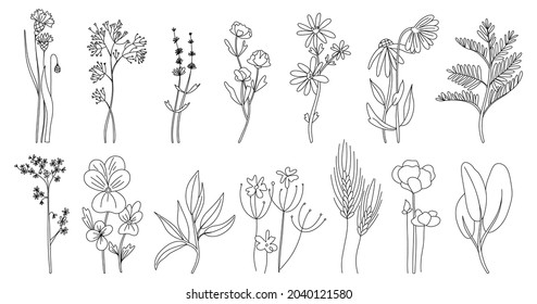 Flores salvajes. Flores negras, hierbas y hojas dibujadas a mano, tallos y pétalos. Colección de plantas de plantas de hierbas y praderas. Decoración florida y elegante. Ilustración botánica aislada del vector