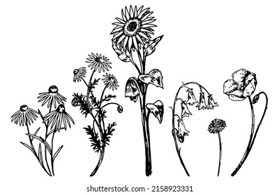 Wild flowers sketches collection. Drawings set of sunflower, coneflower, chamomile, poppy, bluebells, dandelion. Hand drawn vector illustrations. Cliparts isolated on white.