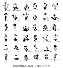 Wild flowers temperate zone set