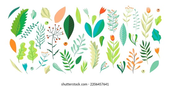 Wild flowers vector collection. Green herbs, leaves, wildflowers and berries. Vector illustration with different plants and branches