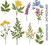 Wild flowers vector collection herbs