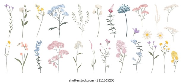 Colección vectorial de flores silvestres.  hierbas, plantas herbáceas floridas, flores florecientes, subarbustos aislados de fondo blanco. Dibujo manual de ilustraciones botánicas vectoriales detalladas.