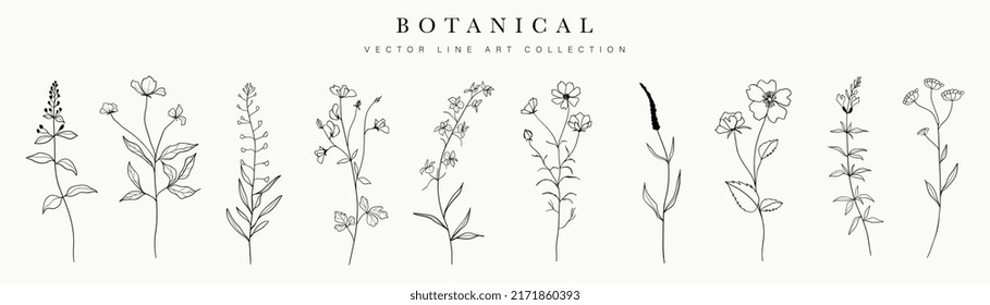 Wild flowers vector collection.  herbs, herbaceous flowering plants, blooming flowers, subshrubs isolated on white background. Hand drawn detailed botanical vector illustration.