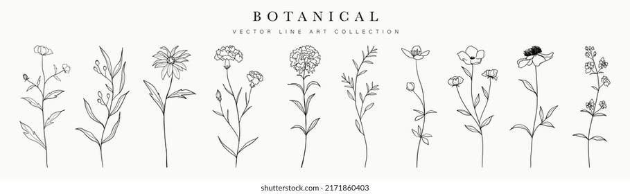 Wild flowers vector collection.  herbs, herbaceous flowering plants, blooming flowers, subshrubs isolated on white background. Hand drawn detailed botanical vector illustration.