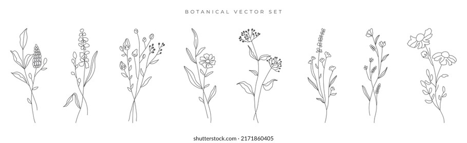 Colección vectorial de flores silvestres.  hierbas, plantas herbáceas floridas, flores florecientes, subarbustos aislados de fondo blanco. Dibujo manual de ilustraciones botánicas vectoriales detalladas.