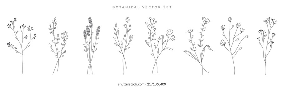 Wild flowers vector collection.  herbs, herbaceous flowering plants, blooming flowers, subshrubs isolated on white background. Hand drawn detailed botanical vector illustration.