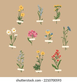 Wild flowers vector collection. herbs, herbaceous flowering plants, blooming flowers, subshrubs isolated. Hand drawn flat botanical vector illustration. Buttercups, pansy, tansy, cornflower, lavender