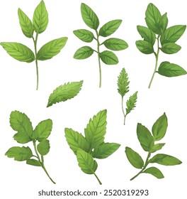 Wild flowers vector collection herbs
