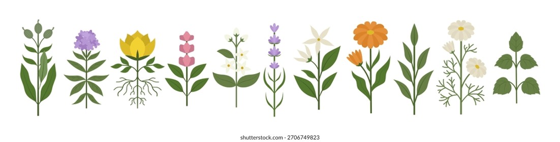 Wild flowers vector collection. herbs, herbaceous flowering plants, blooming flowers, subshrubs isolated on white background. 