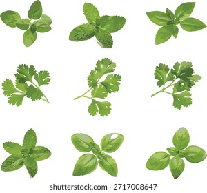 Flores silvestres vetor coleção de ervas