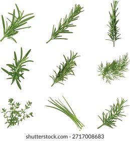Wild flowers vector collection of herbs