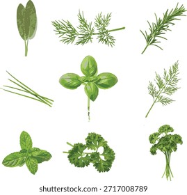 Flores silvestres vetor coleção de ervas