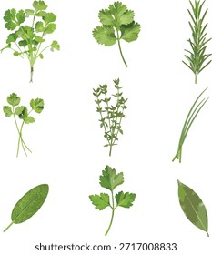 Flores silvestres vetor coleção de ervas