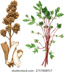 Wildblumen, Vektorgrafik von Kräutern