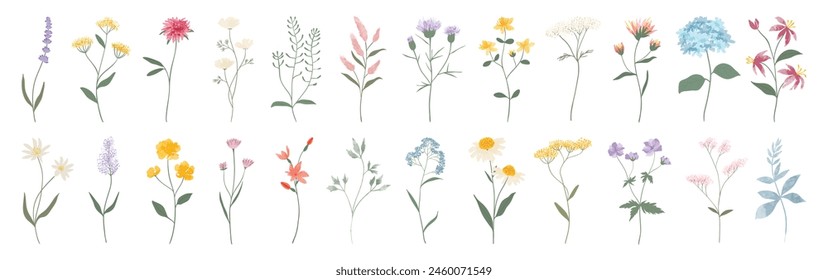 Wildblumen Vektorgrafik Kollektion. Satz von Blumen, Blatt, Laub, Pflanze, Blüte, Blätter, Kraut auf weißem Hintergrund. Handgezeichnete detaillierte botanische Blütenfeder für Dekor, Website, Grafik, Shop.