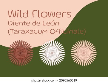 Diseño vectorial de flores silvestres, 
dandelia