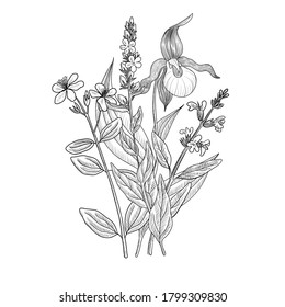 wild flowers, vector drawing floral vintage template, bouquet of medicinal plants, hand drawn illustration