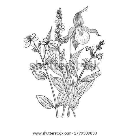 wild flowers, vector drawing floral vintage template, bouquet of medicinal plants, hand drawn illustration