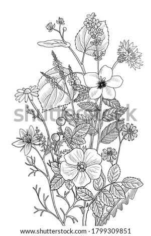 wild flowers, vector drawing floral vintage template, bouquet of medicinal plants, hand drawn illustration